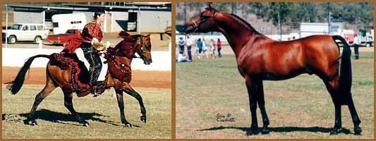 Aivu - Arabian Stallions